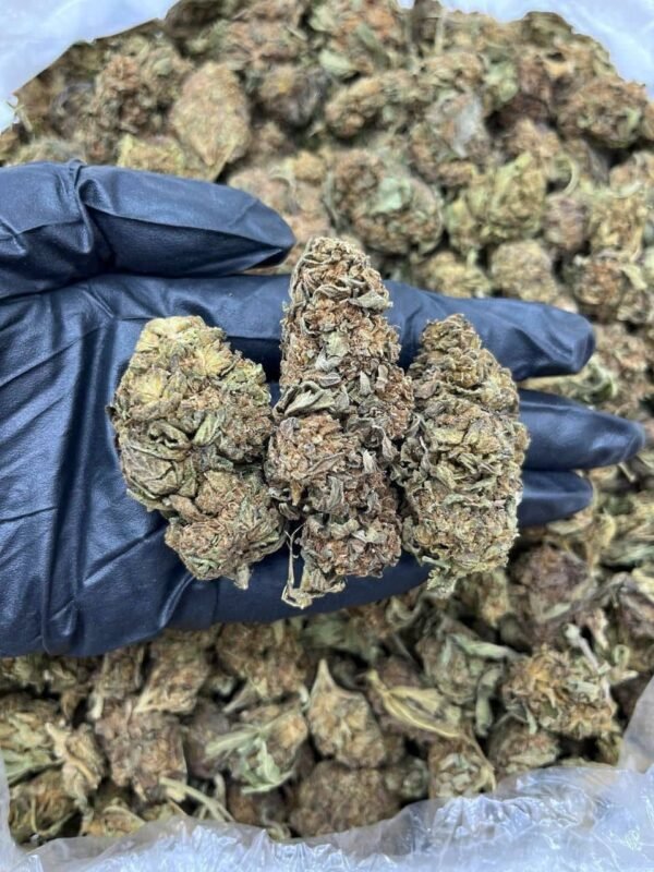 Blood Orange CBD Strain