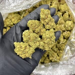 Plat CBD Strain